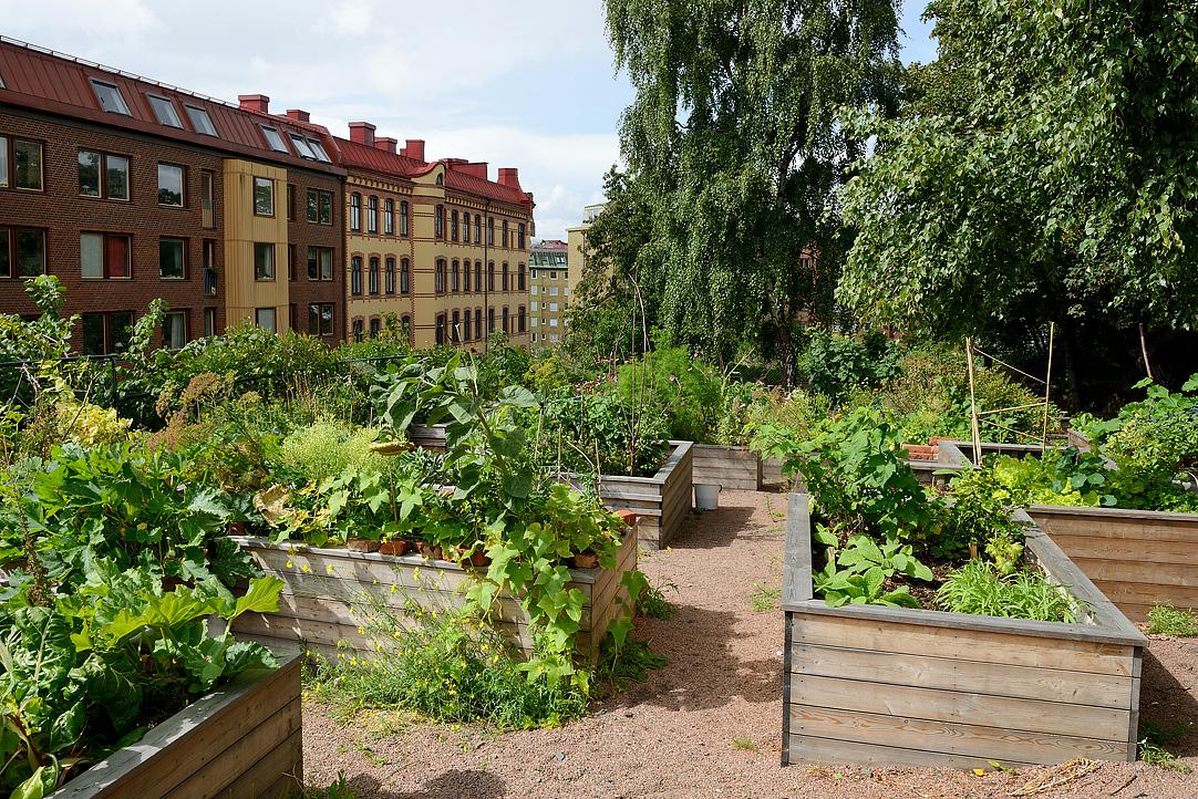 Kolonilotterna på Skansberget precis utanför fönstret