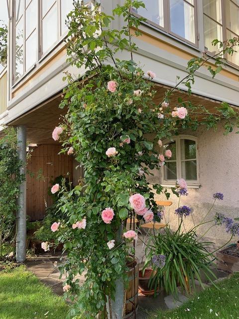 Säljarbild - trädgård