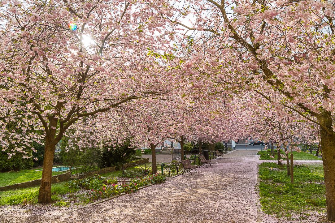 Kärleksfull skötsel av Seminarieparken intill