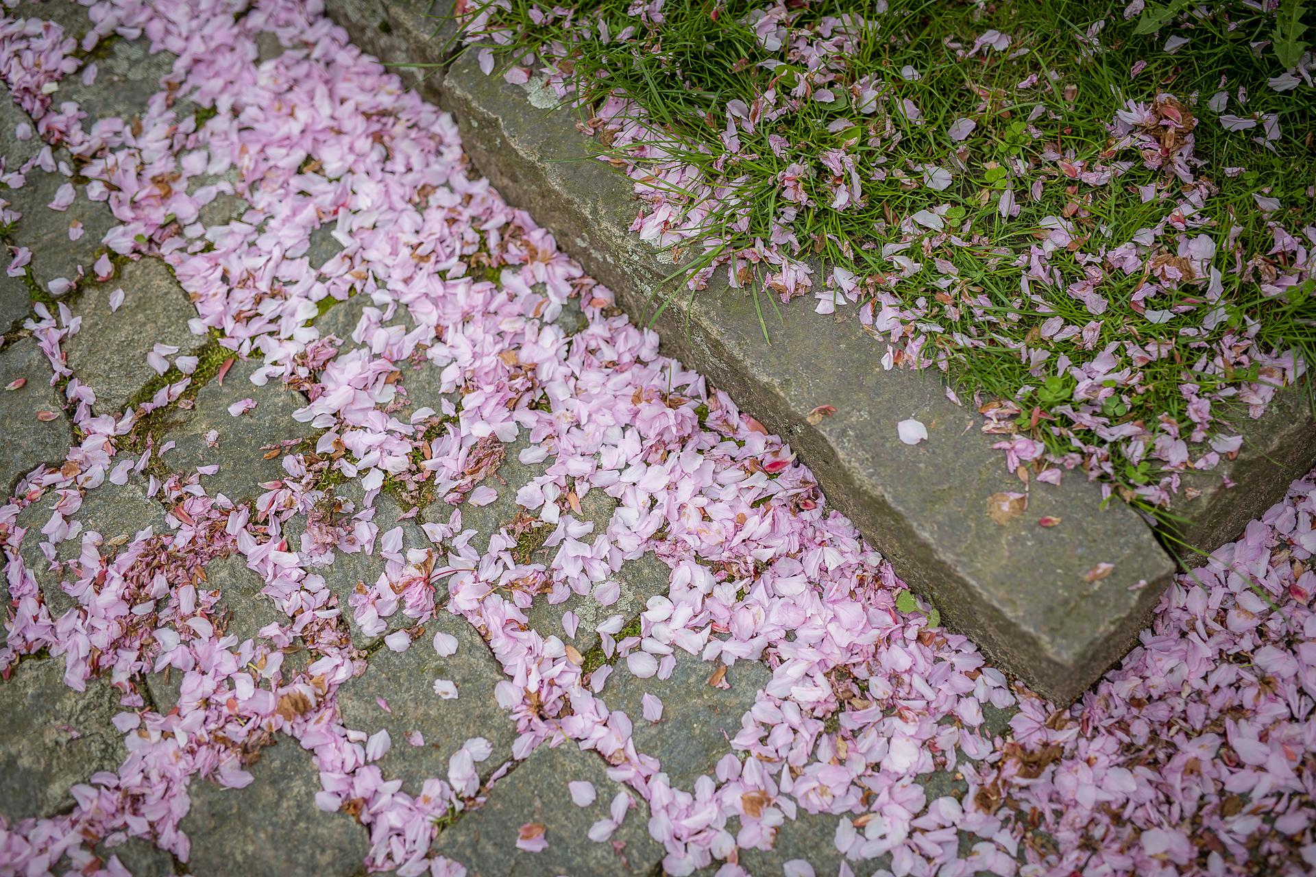 Om våren regnar blomblad från körsbärsträden