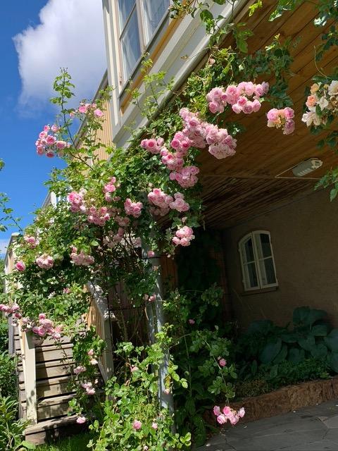 Säljarbild - trädgård