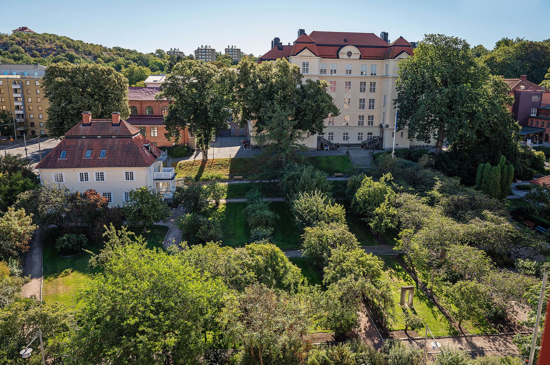 Under våren blommar körsbärsträden som ett rosa hav