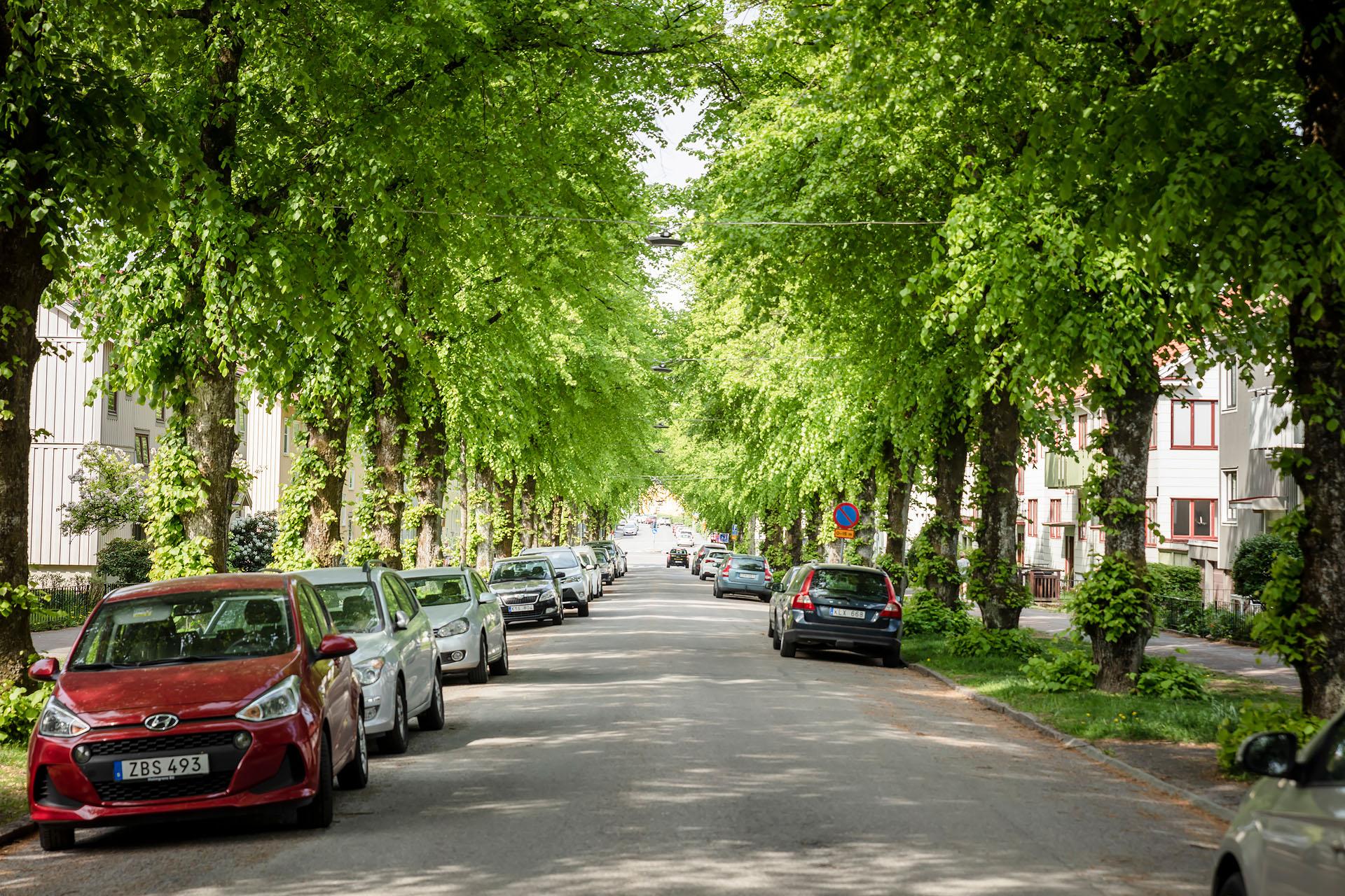 Sanatoriegatans underbara trädallé