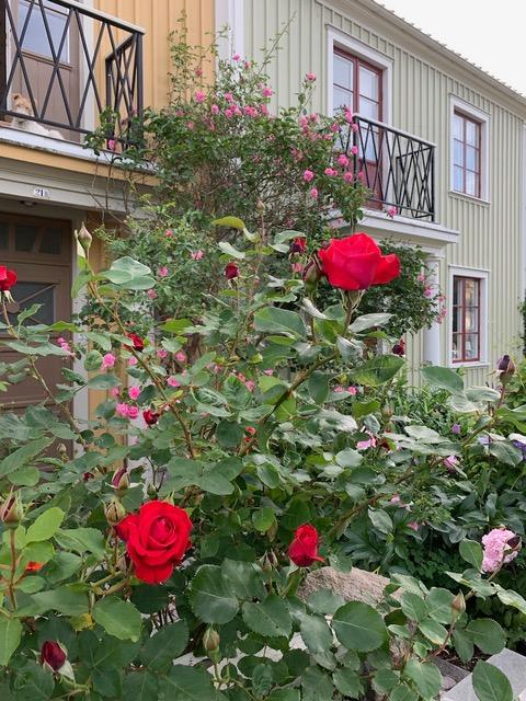 Säljarbild - trädgård