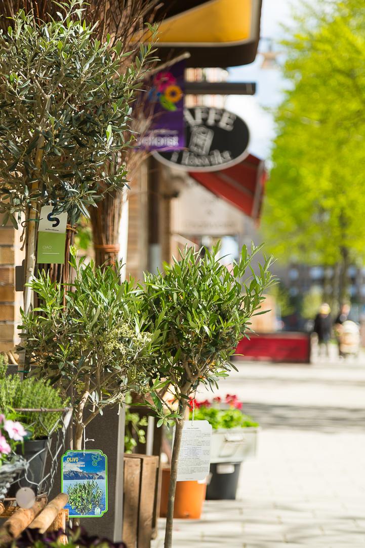 Övre Husargatan har blommat upp rejält