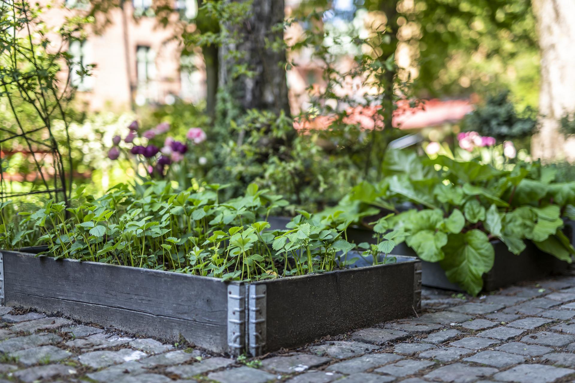 Pallkragar att odla i för den som är intresserad