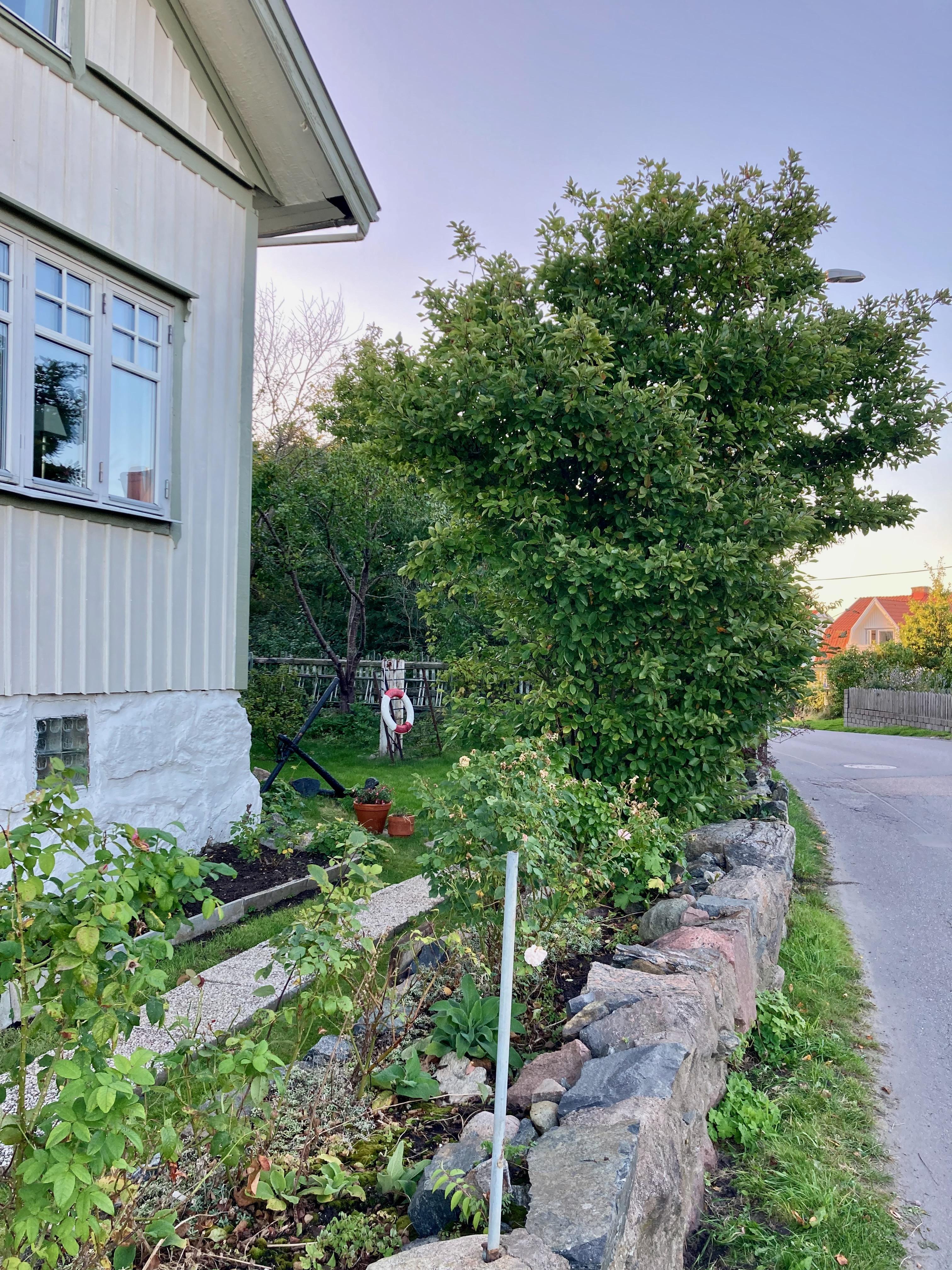 Säljarbild - Tomt/trädgård