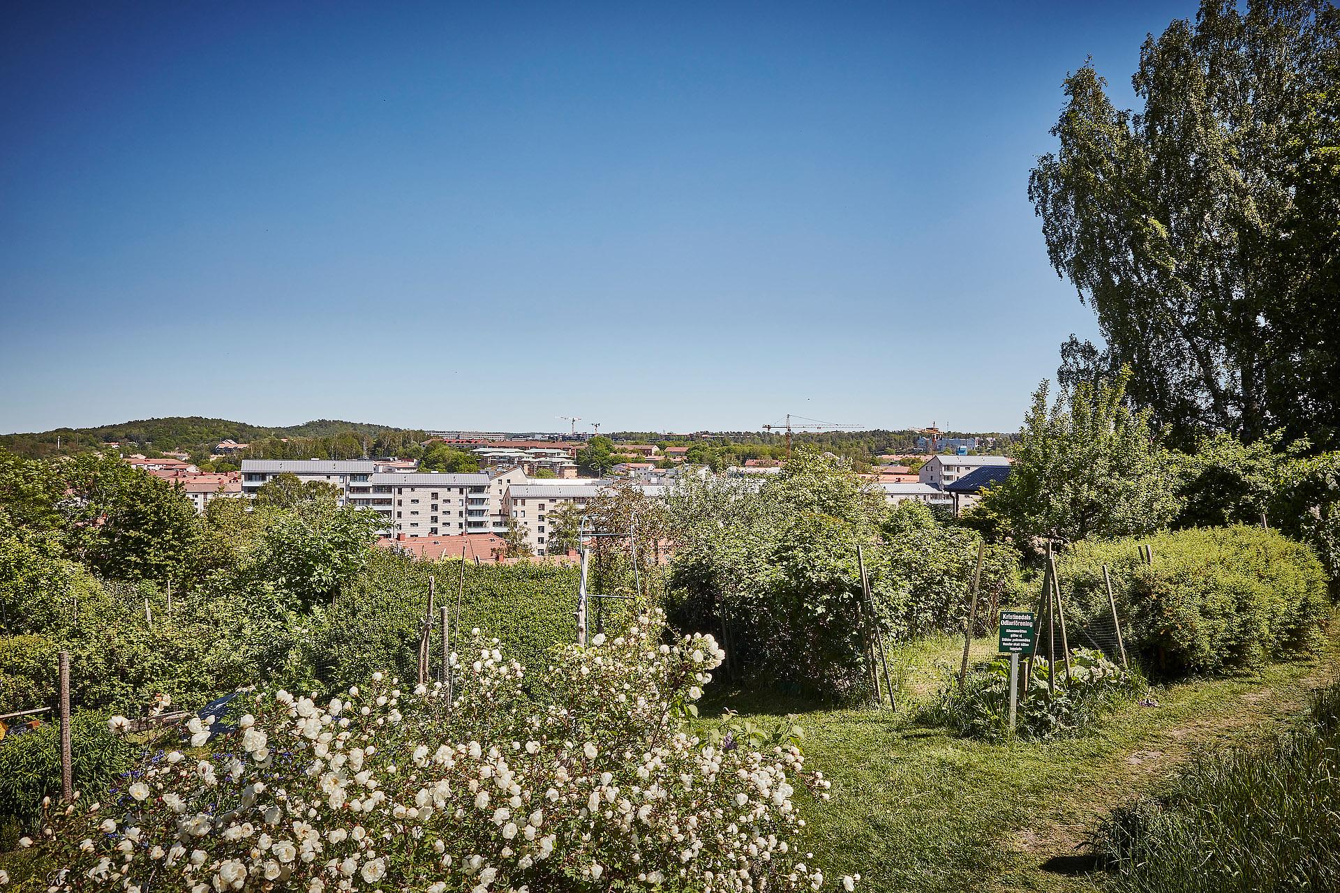 Närmsta granne är Kristinedals odlarförening