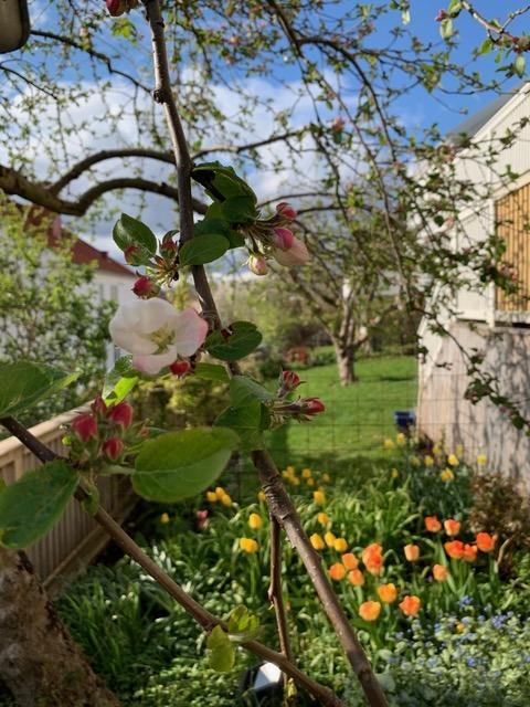 Säljarbild - trädgård