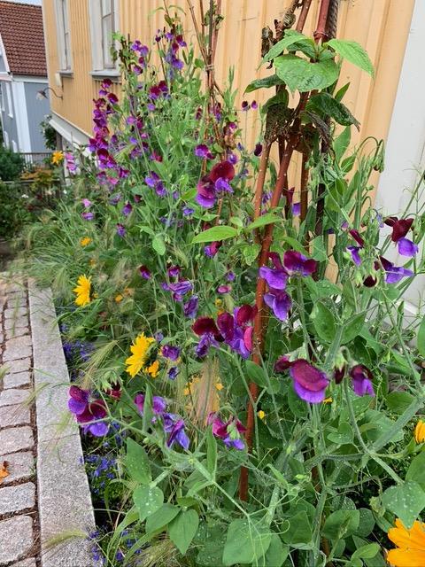 Säljarbild - trädgård