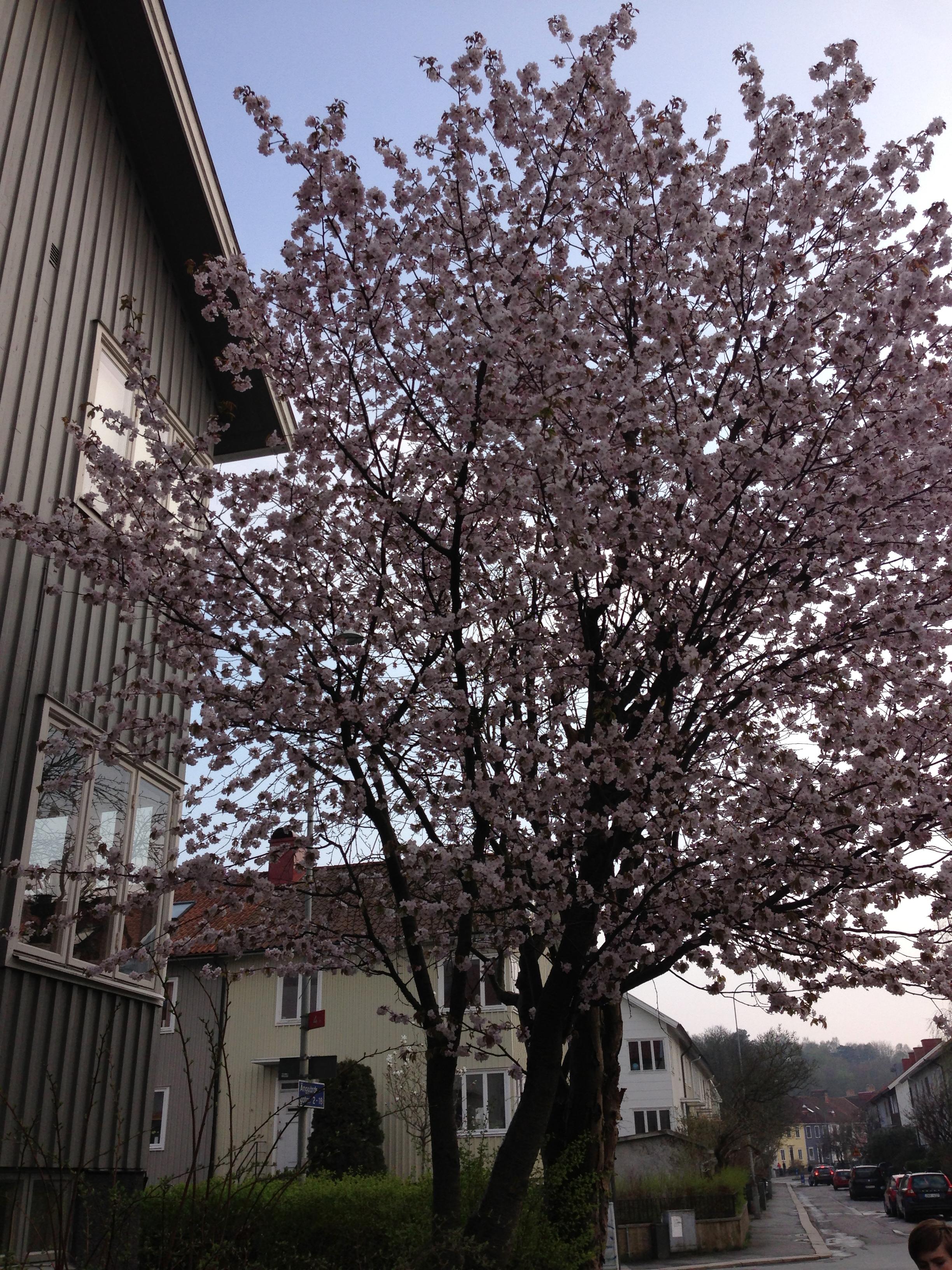 Säljarbild
