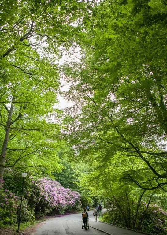 Njut av grönskan i Slottsskogen
