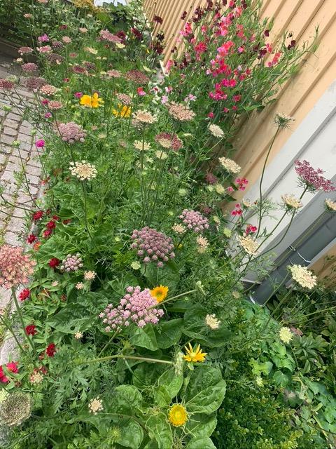 Säljarbild - trädgård