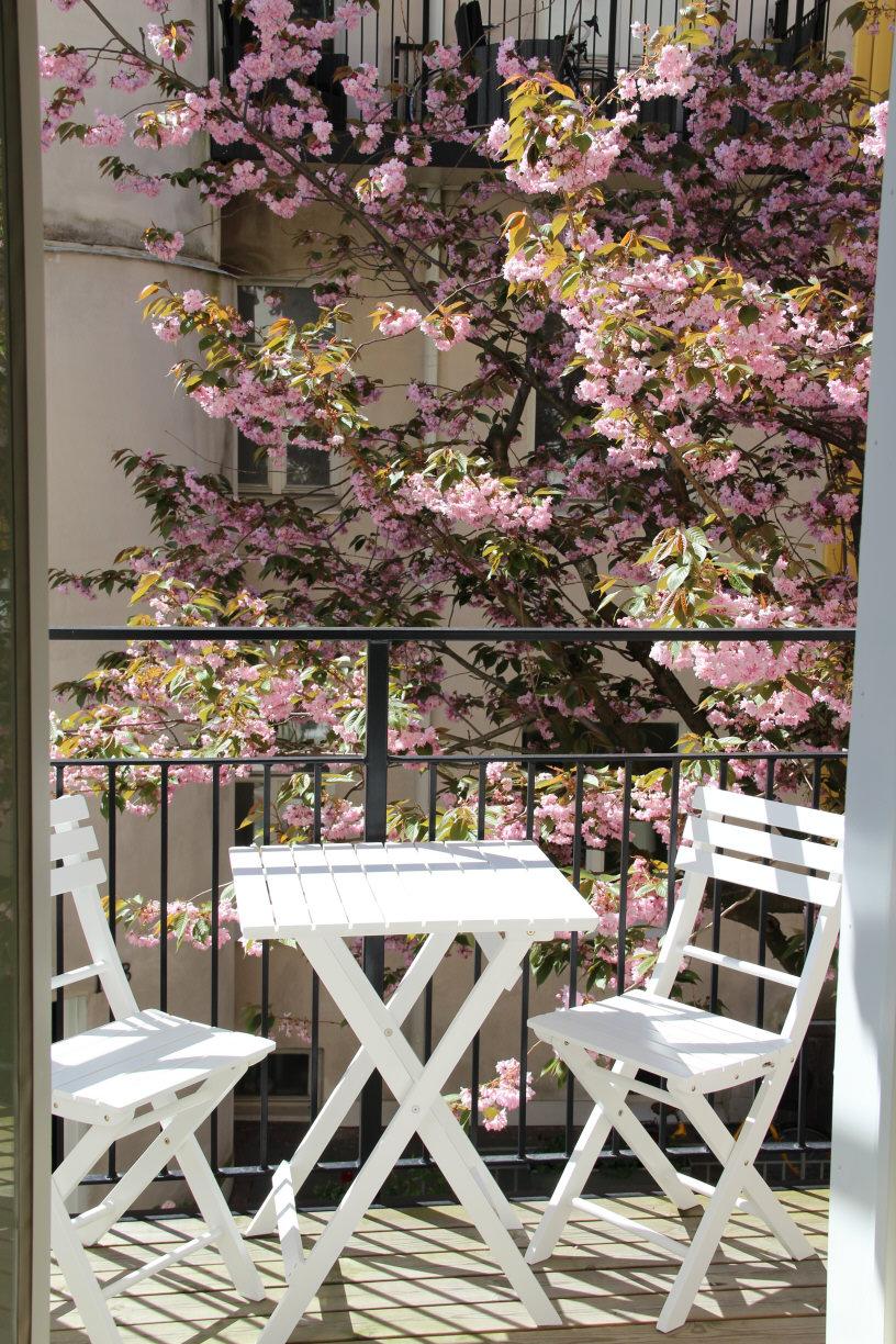För några veckor sedan blommade körsbärsträdet