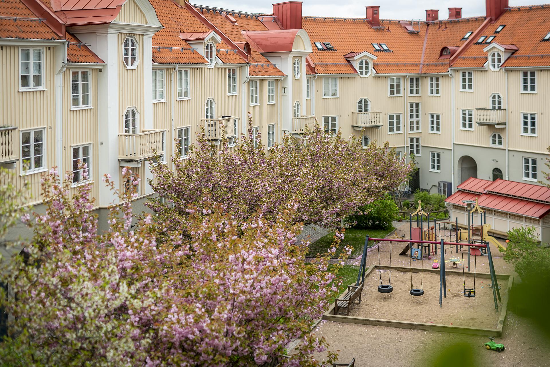 Utsikt över körsbärsblommig gård